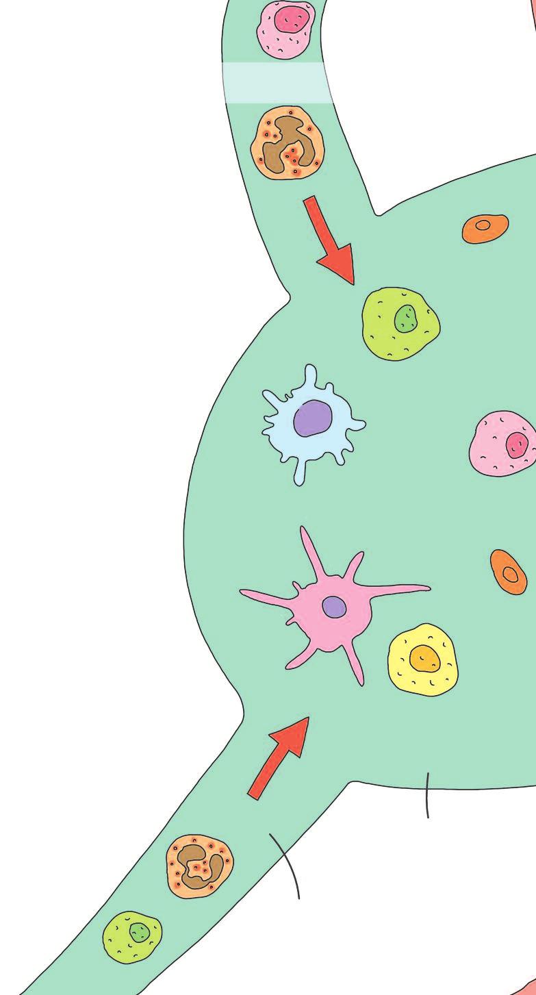 Dónde actúan las células inmunitarias y cómo llegan a su destino? Las células inmunitarias producidas en la médula ósea y en el timo viajan por todo el cuerpo, vigilándolo.