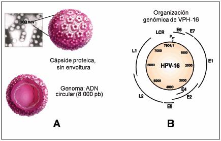 Virus Papiloma Humano (HPV) Familia Papilomaviridae. Replica en el núcleo de células epiteliales (piel y mucosas).