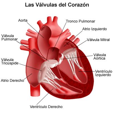 VALVULAS CARDIACAS Las válvulas cardíacas son estructuras vasculares compuestas por tejido conjuntivo revestido por endocardio.