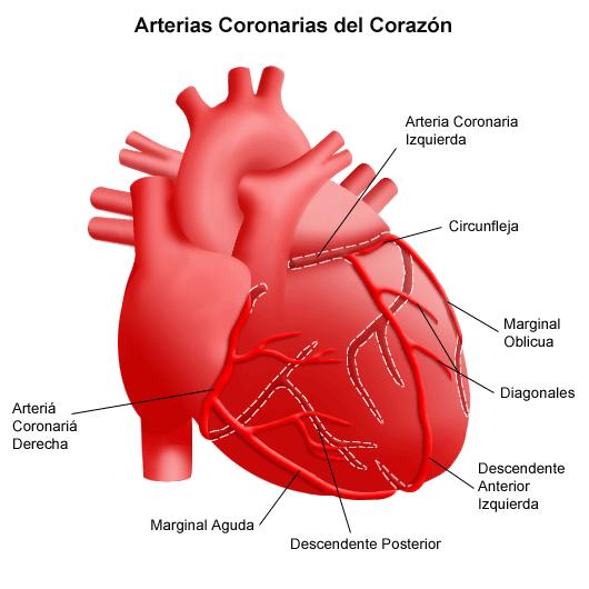 Se llaman arterias coronarias a las arterias que irrigan el miocardio del corazón.