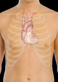 El corazón se localiza en la cavidad torácica detrás del cuerpo del esternón y delante de las 4 vértebras dorsales medias.