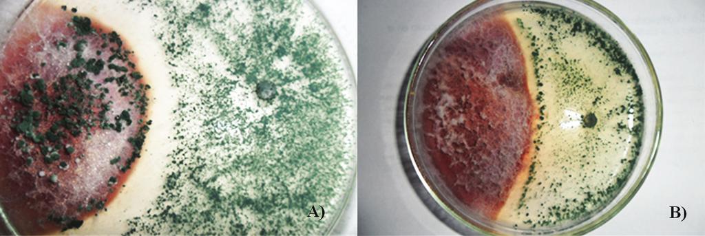 Revta. Agron. N. O. Argent. (2012) 32 (1-2): 55-62. ISSN: 0080-2069 ISSN 2314-369X (en línea) 59 sobre los patógenos de soja Fusarium oxysporum f.