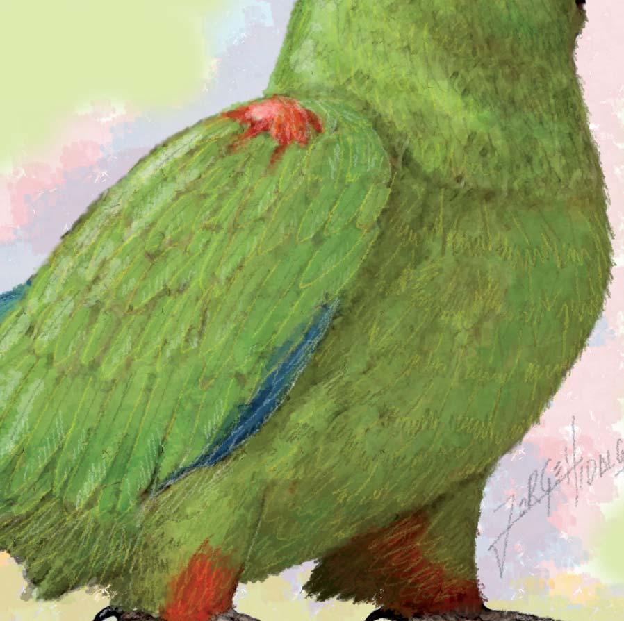 Sus alas presentan plumas de varios colores; las plumas que cubren las alas (cobertoras) son de color verde-amarillo y las más alejadas al cuerpo