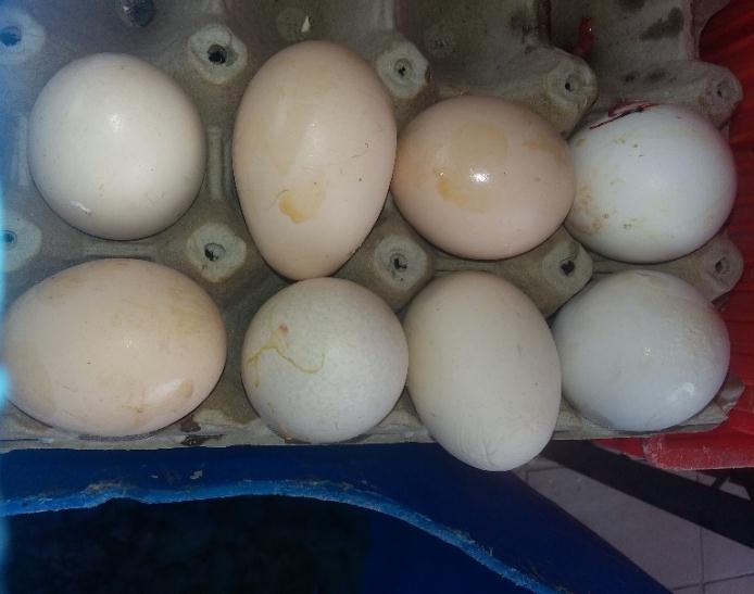 29 Alto grado de humedad en la incubadora Huevos de desecho Figura 20. Huevos de descarte.