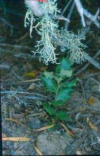nutritivo y fisiológico de la encina (Quercus ilex) en dehesas matorralizadas.