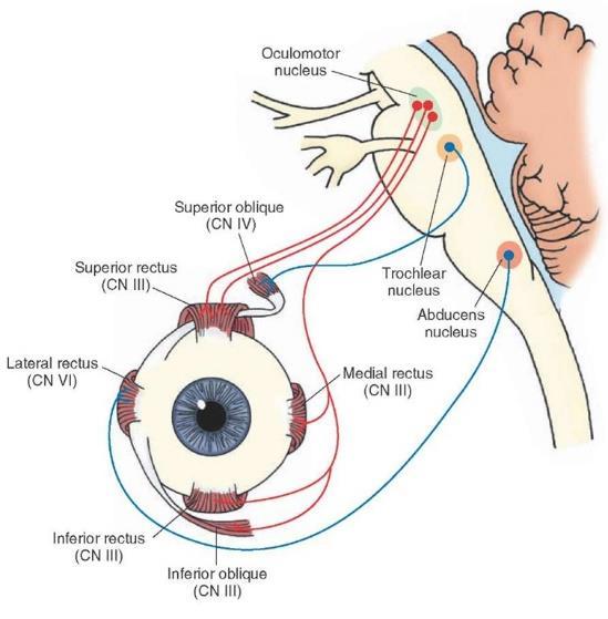 N. III Oculomotor El nervio oculomotor tiene dos núcleos, el principal y el parasimpático accesorio.