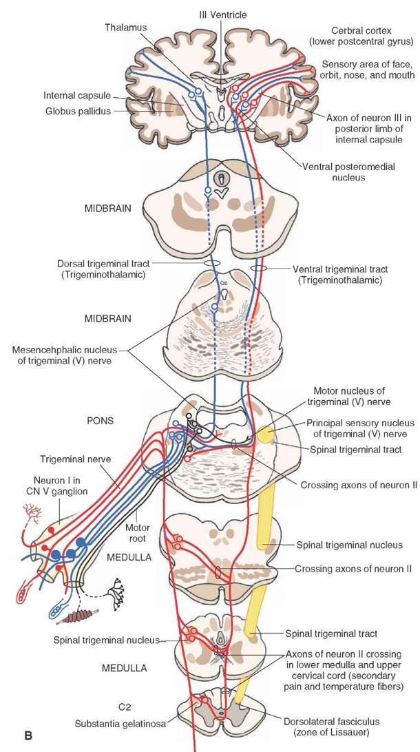 N. V Trigémino El nervio trigémino es el par craneal más grande, de la misma manera es el nervio sensitivo de la mayor parte de la cabeza.