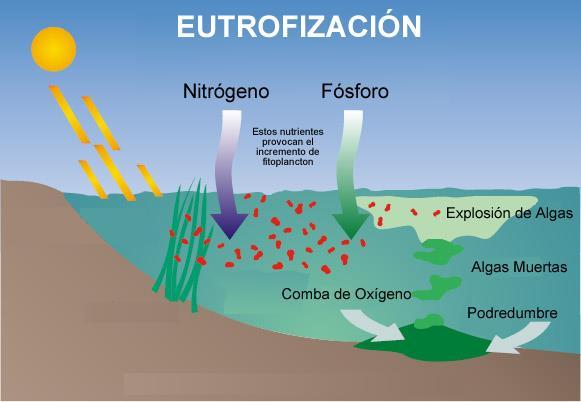 EL PROBLEMA DE LAS ALGAS Cuando en el agua hay presencia de nutrientes (fuentes de nitrógeno y fósforo sobre todo) se provoca el incremento de microorganismos fotosintéticos (fitoplancton) que