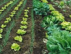 MIE y Sustentabilidad La filosofía del MIE se acopla perfectamente a los principios de agricultura sustentable, ya que sus