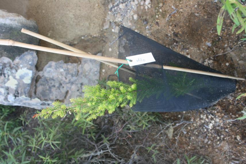 Ilustración 8. Erica arborea Erica arborea presenta tasas de crecimiento negativas en altura y en porcentaje de hojas verdes entre mayo y noviembre de 2016.