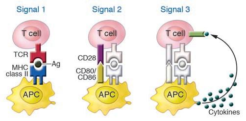 Activación del linfocito T La señal 3, se asocia con la