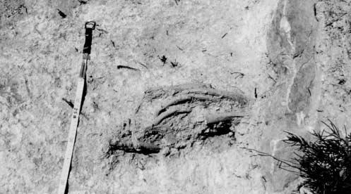 Lámina 5. Detalle del paquete de restos óseos conservados in situ.
