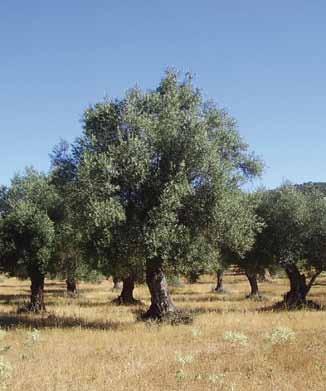 a 2º Acidez no superior a 2º proceso de refinado refinado ACEITE DE orujo refinado enriquecimiento con aceites de oliva virgen VIRGEN
