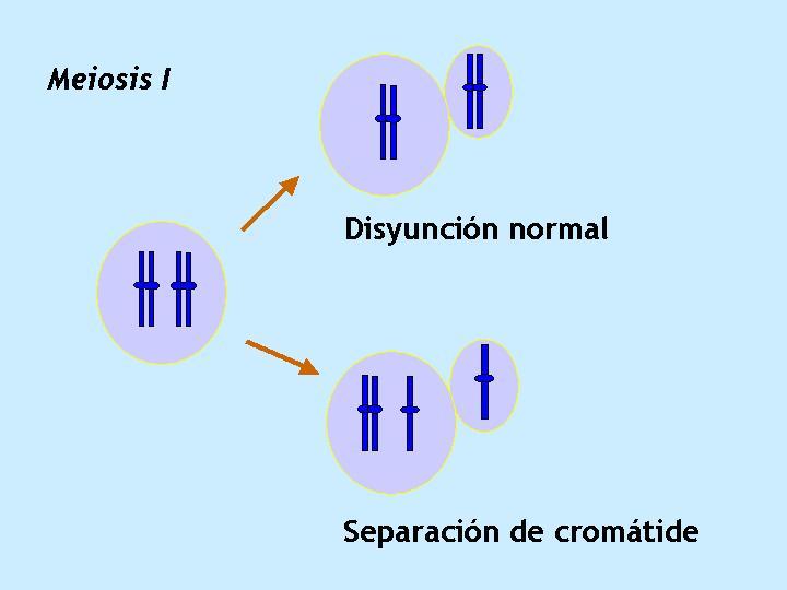 La distancia de los puntos de recombinación con respecto al centrómero, más cerca o más lejos del centrómero ha sido observada en algunas trisomías, tales como 16 y 21.