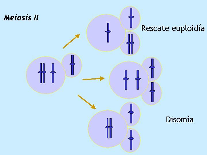 Una no disyunción y de acuerdo a la migración y/o retención de ambas cromátides da lugar a ovocitos disómicos o nulisómicos, respectivamente.