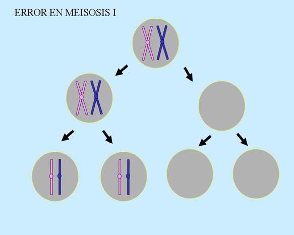 Las aneuploidías cromosómicas se producen por errores durante la meiosis o luego de la fecundación (esquema 12 13