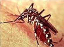 EL VECTOR En 1881 Carlos J Finlay Aedes aegypti Ciclo Hombre-Mosquito-Hombre:endemoepidémico.