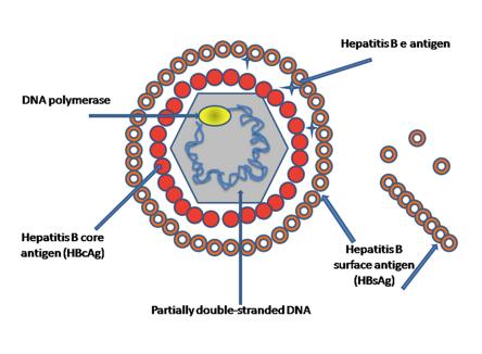 CARACTERÍSTICAS VIRUS DNA viral