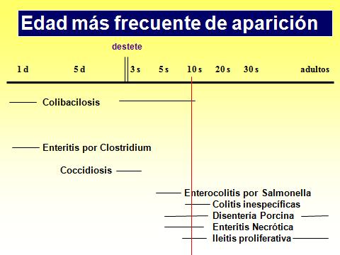 pilosicoli Ciego Disentería (IG) Salmonella (IG) Iléitis (ID)