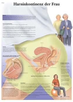 Anatomia y