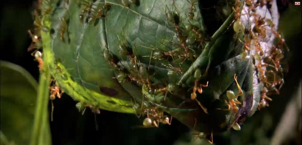 Anexo 2: Imágenes del capítulo Las hormigas verdes viven mayormente en