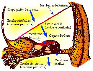 desde el punto de vista de la dinámica de los fluidos [3]. Así, las oscilaciones en la perilinfa de la escala vestibular se transmiten a la endolinfa y de ésta a la membrana basilar (Fig. III.