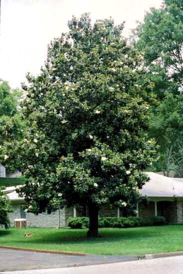 Magnolia grandiflora L. n.v: magnolia. P.