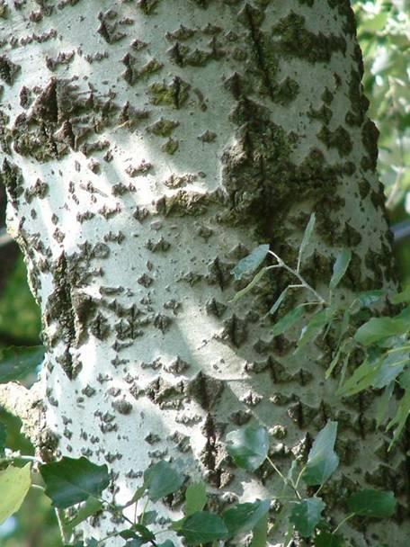Populus nigra L. cv. Italica n.