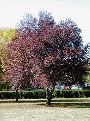 Prunus cerasifera f.