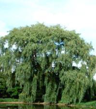 Salix babylonica L. n.v: sauce llorón. C.