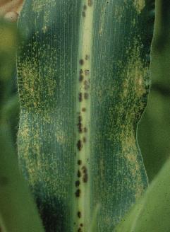 Physoderma maydis: mancha negra del