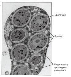 Zygomycota Reproducción asexual Esporas