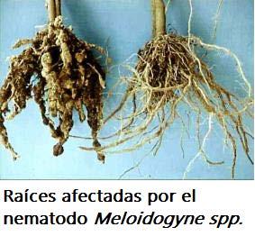 7. GÉNEROS MÁS COMUNES EN MÉXICO A continuación se presentan breves informaciones sobre algunos de los géneros de nematodos que son más comunes en México: APHELENCHOIDES Aphelenchoides fragariae.