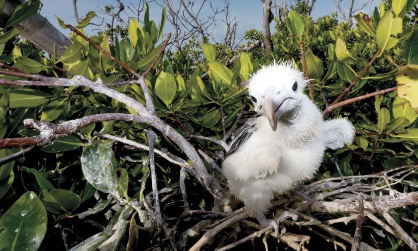 Pollo de fragata común (Fregata magnificens) en el bosque de manglar en Banco Chinchorro, Quintana Roo. Foto: Isaí Domínguez del recurso, el destino de este ecosistema es incierto.