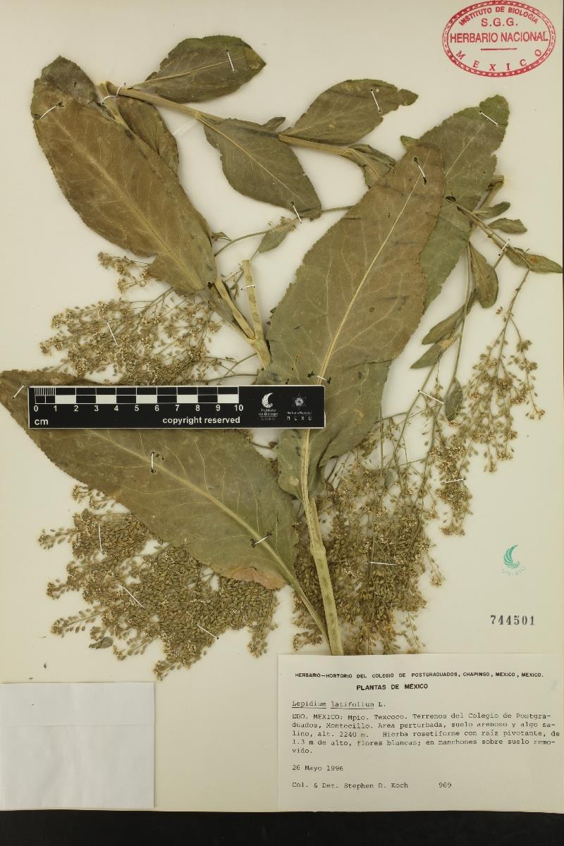 Lepidium latifolium Fig.