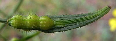 Sinapis alba Se reconoce fácilmente por la forma de sus frutos, con el pico aplanado y ensiforme.