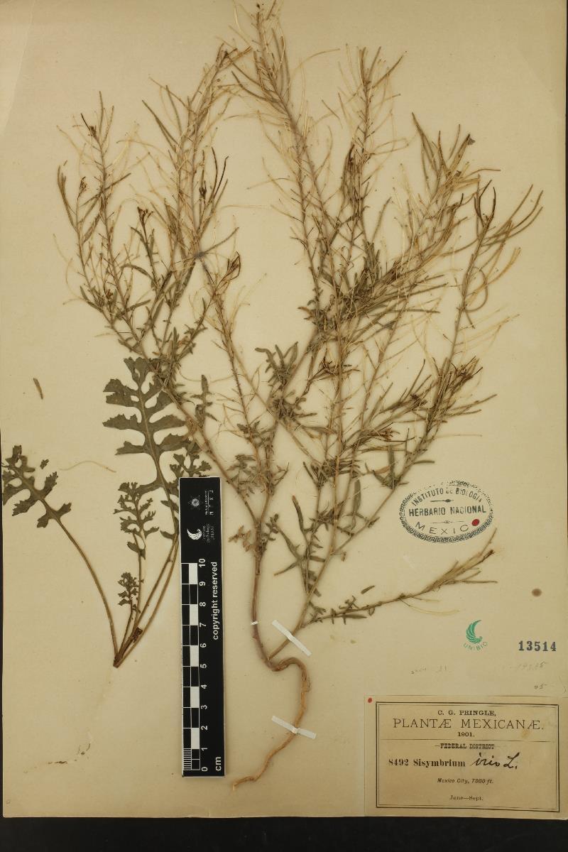 Sisymbrium irio plantas de género Sinapis. Igualmente, se usa el nombre nabillo, que tampoco es muy específico, en partes de Sudamérica (Marzocca, 1976).