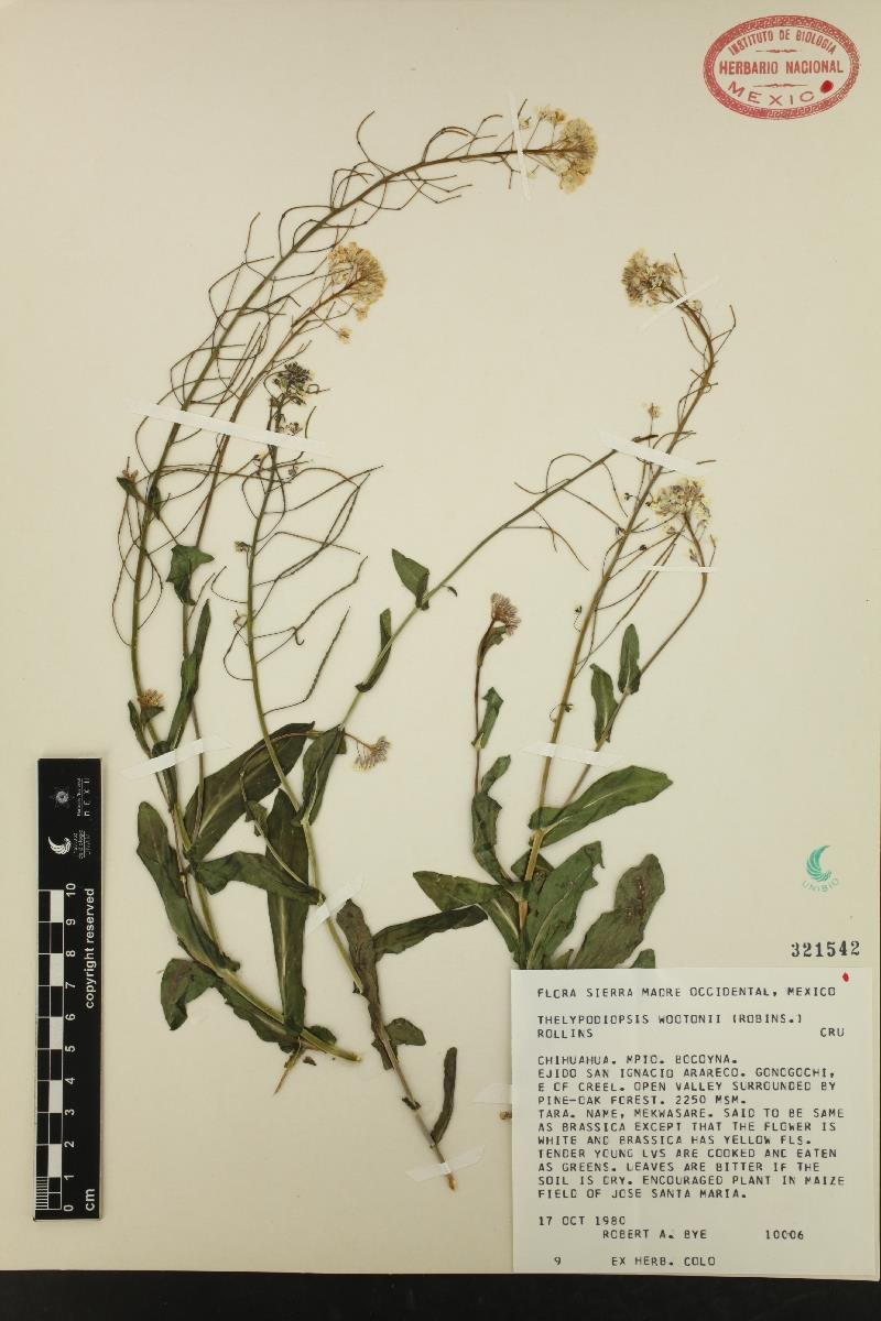 Thelypodiopsis wootonii Fig.