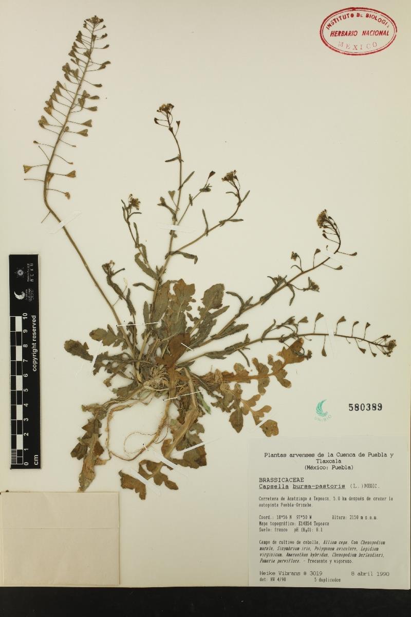 Capsella bursa-pastoris Fig.