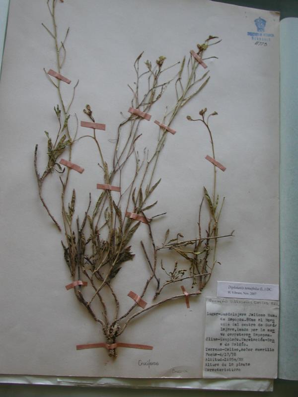 Diplotaxis tenuifolia Fig.