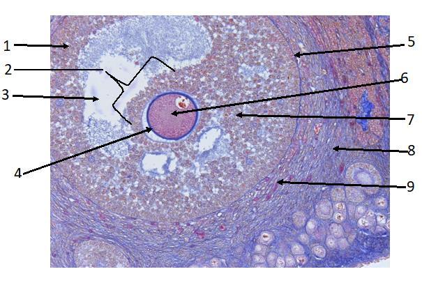 D. Identifica los componentes celulares del folículo preovulatorio. Corte de ovario de gata con tinción tricrómica de Mallory.