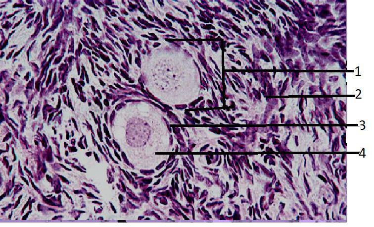 A. Identifica las fases de maduración folicular Imagen que muestra el desarrollo folicular, hasta el folículo terciario, maduro o de