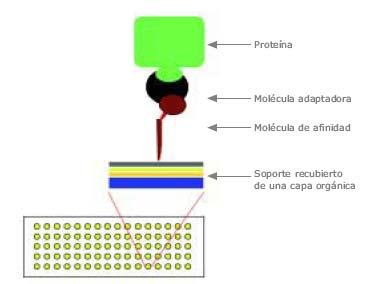 Microarrays de proteínas Inmovilización Las moléculas de afinidad ancladas en la superficie