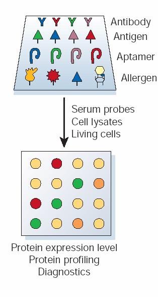 Chips analíticos Se unen diferentes tipos de ligandos, como anticuerpos, antígenos, aptámeros de DNA o RNA, carbohidratos pequeñas moléculas Muestras de proteína de dos estados biológicos se marcan