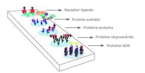 Microarrays de proteínas Tipos 2- Microarrays de función o interacción de proteínas Permiten el estudio simultaneo de