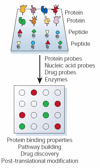 Chips funcionales Las proteínas o los péptidos provenientes del proteoma de un organismo se purifican o se sintetizan individualmente usando métodos de alto rendimiento o capacidad de ejecución (HT)