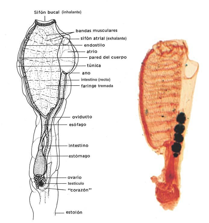 Figura 5. Principales rasgos anatómicos en una ascidia solitaria (Tomado de Remane et al., 1980).