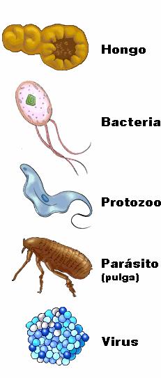 Se pueden clasificar según su poder de producir enfermedad en: Microorganismos patógenos y no patógenos. Microorganismos Patógenos: Son gérmenes que producen enfermedad.