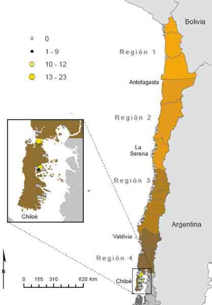 Resultados de los registros de Calidris canutus en Chile.