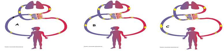 actividades Elabore mapas conceptuales sobre órganos que integran el sistema circulatorio LA FUNCIÓN DEL SISTEMA CIRCULATORIO Observe los siguientes dibujos y responda 1.